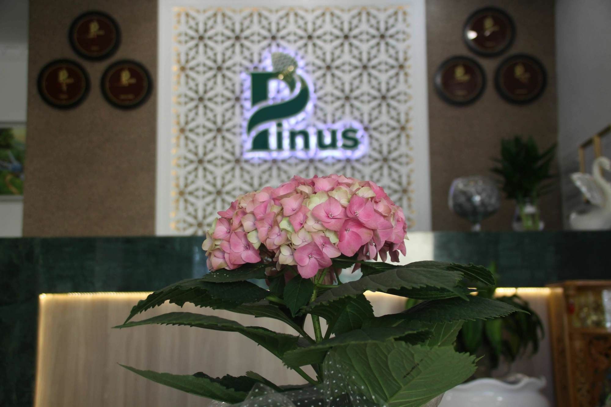 Pinus Hotel Da Lat Exterior photo